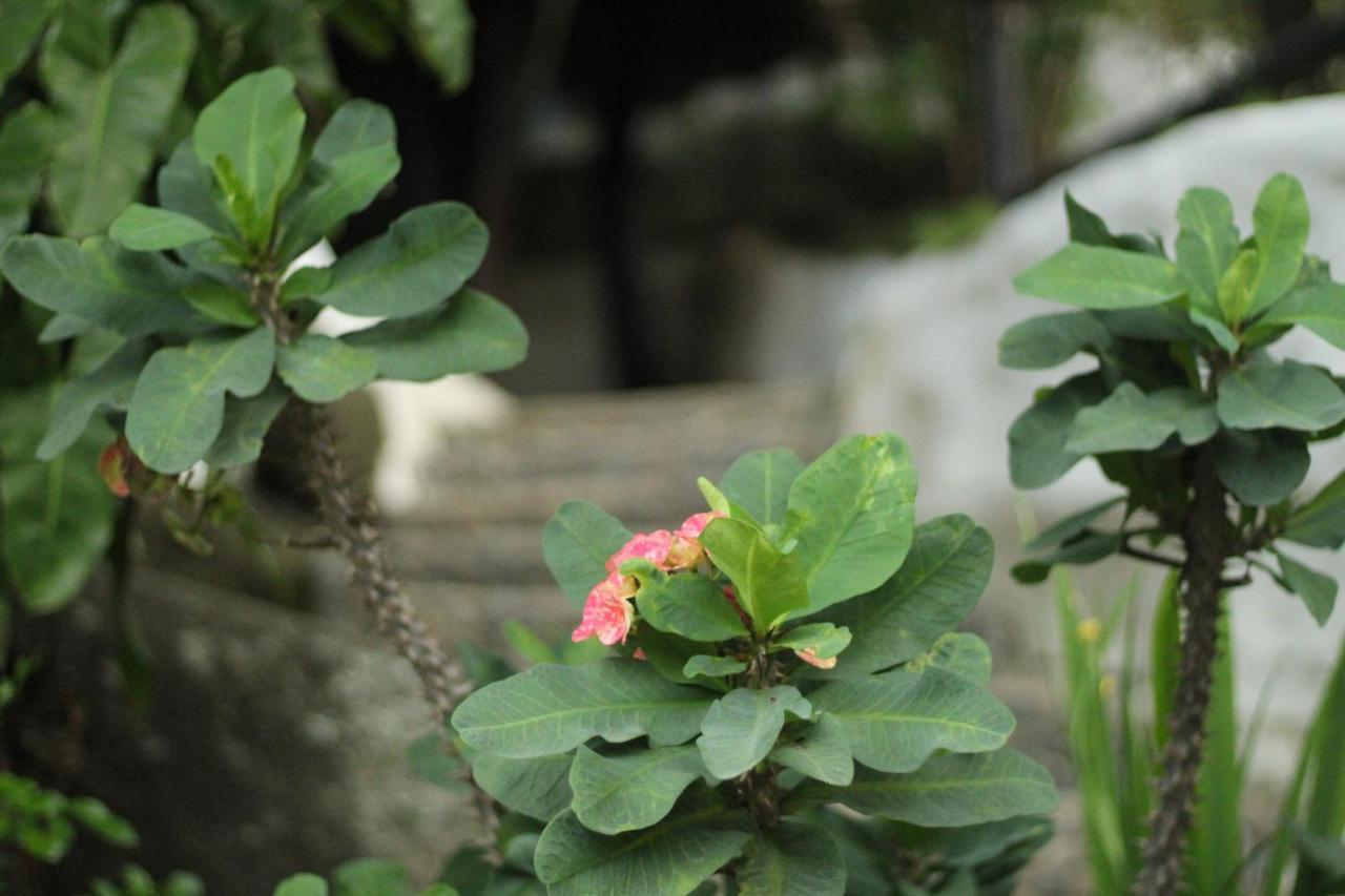 Villa Cata Hotel 埃尔扎伊诺 外观 照片